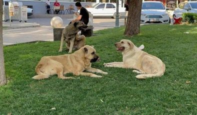 Başıboş köpekler vatandaşın kabusu oldu! Sonunda harekete geçildi! Belediyelere yazı