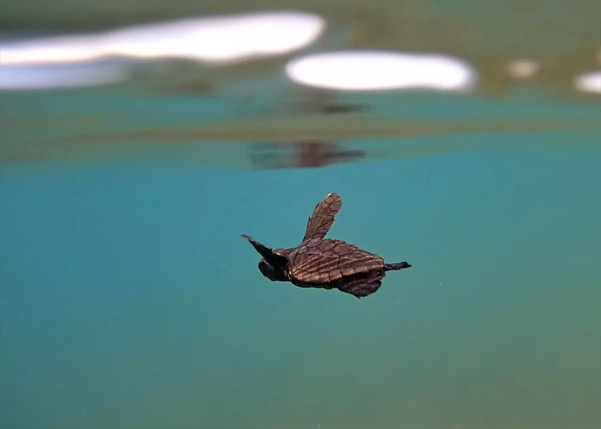 Caretta Caretta Yavruları Denizle Buluştu