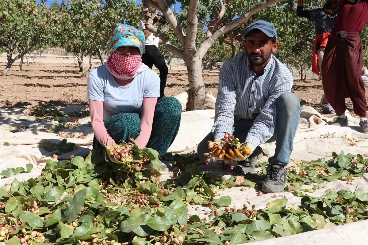 Siirt Fıstığı Festivali’nde Hasat Yapıldı