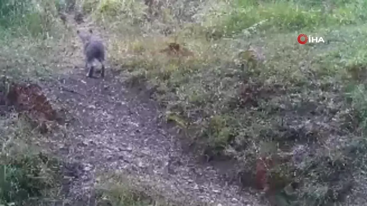 Bolu’da Yaban Hayatı Fotokapanlarla Gözlemlendi